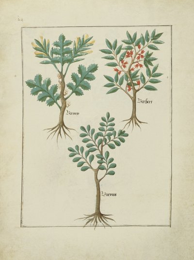 Illustration from the Book of Simple Medicines by Mattheaus Platearius c.1470 by Robinet Testard